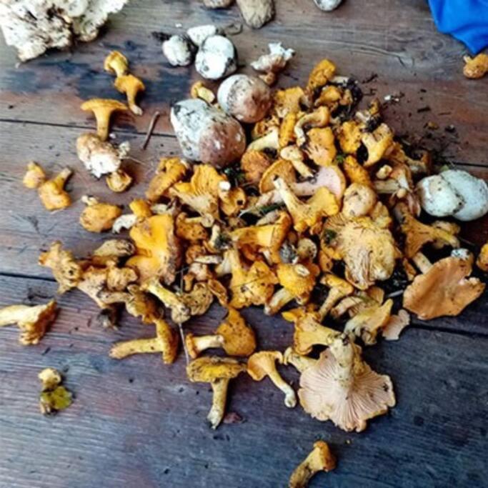 L'Appartement Les Bossons En Lisiere De Foret Dans Le Chalet Genepi Arêches Buitenkant foto